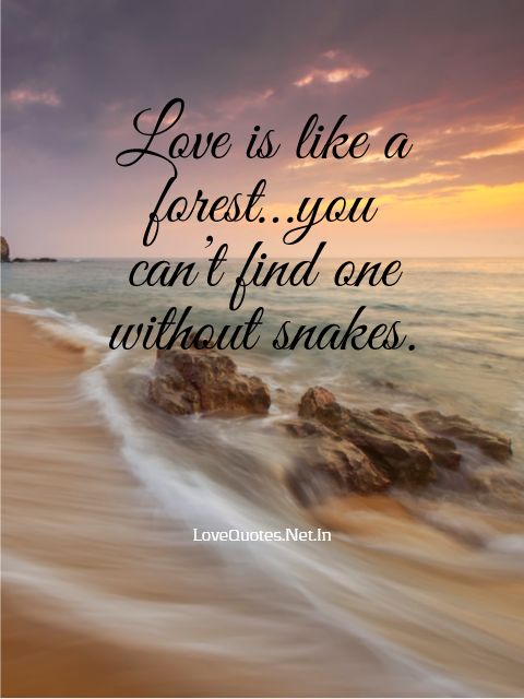 Love Is Like a Forest