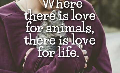 Animal Love Quotes