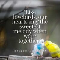 Love Birds Quotes