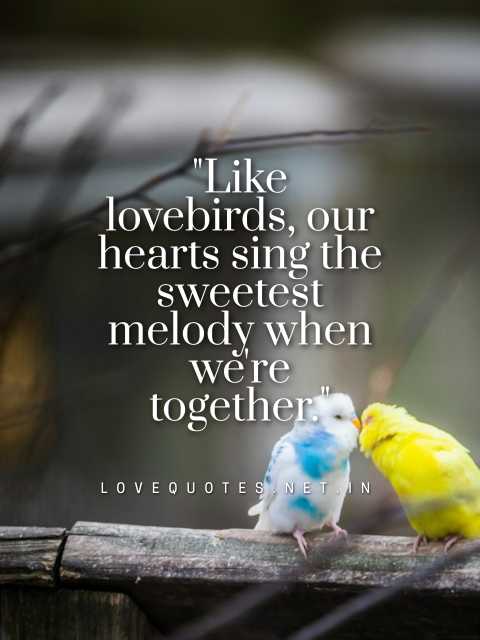 Love Birds Quotes